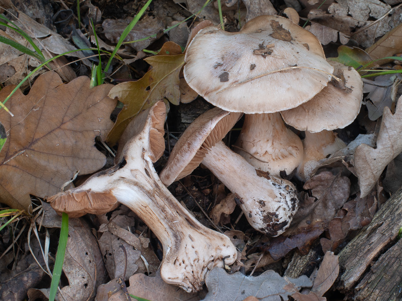 Cortinarius chevassutii